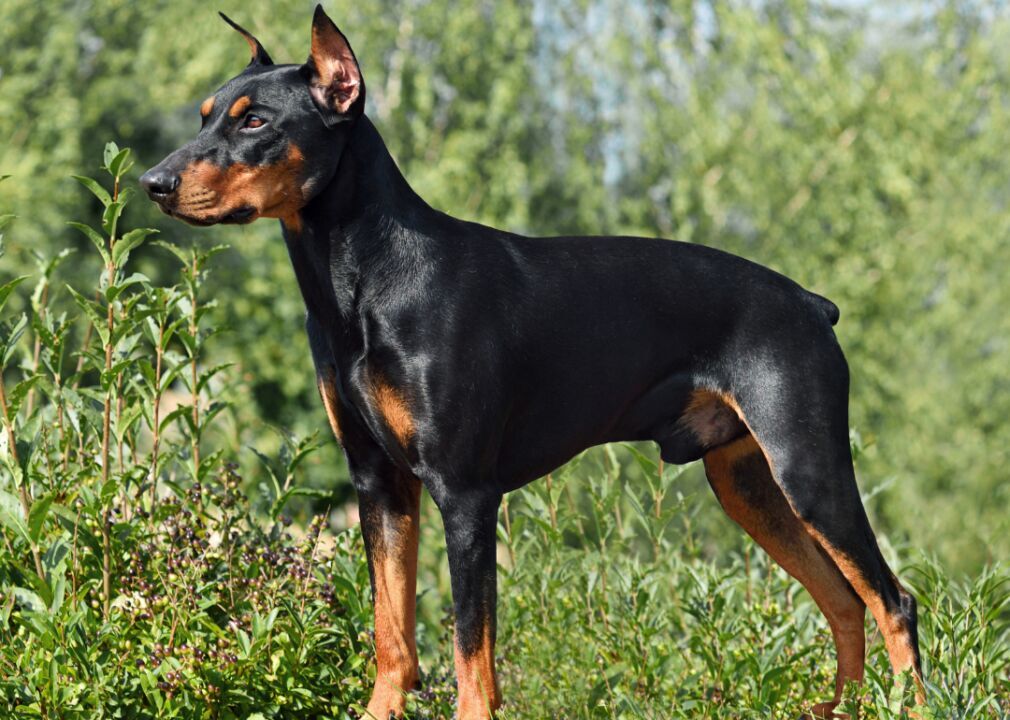 #52. German pinscher